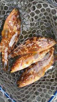 �����ϥ�