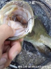 ¥¹¥â¡¼¥ë¥Þ¥¦¥¹¥Ð¥¹