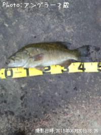 ¥¹¥â¡¼¥ë¥Þ¥¦¥¹¥Ð¥¹