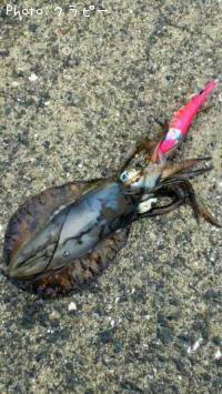 ¥¢¥ª¥ê¥¤¥«