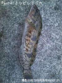 �����ʥ�