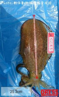 �����ꥤ��