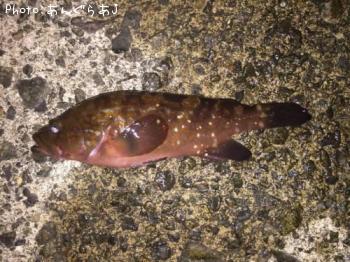 �����ϥ�