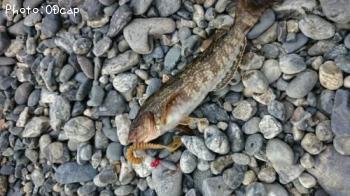 �����ʥ�