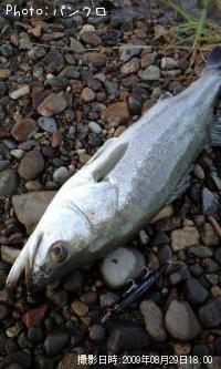 �����Х�