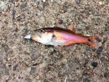 �ͥ�֥ĥ���