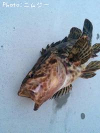 �٥å�������