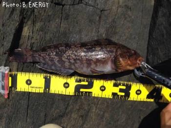 �����ʥ�