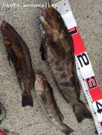 �����ʥ�