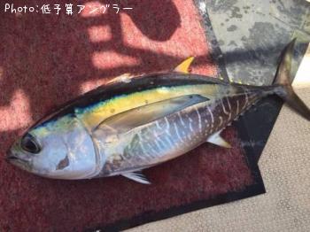 �ޥ����������ĥ�