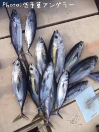 �ޥ����������ĥ�