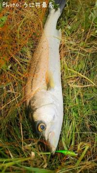 �����Х�