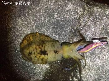 �����ꥤ��