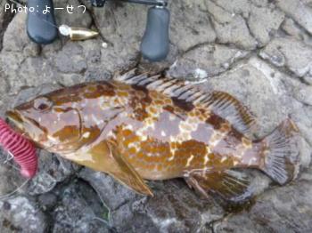 �����ϥ�