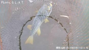 ¥·¥Þ¥Õ¥°