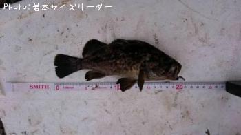 �����Υ���Х�