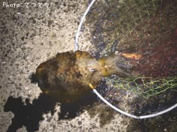 �����ꥤ��