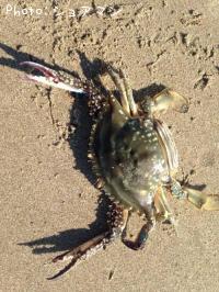 ¥ï¥¿¥ê¥¬¥Ë