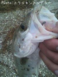 �����Х�