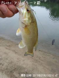 ���⡼��ޥ����Х�