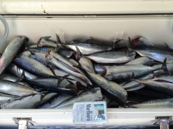 ¥½¥¦¥À¥«¥Ä¥ª