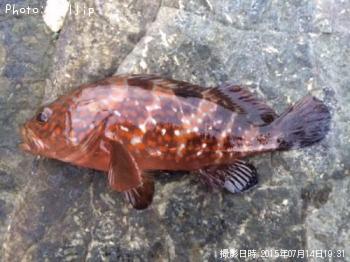 �����ϥ�