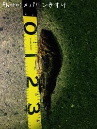 �����Υ������