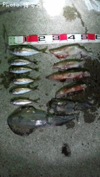 ¥¢¥ª¥ê¥¤¥«