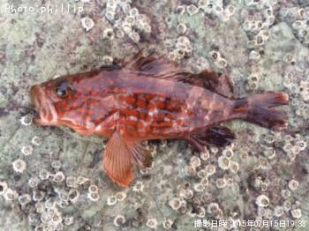 �����ϥ�