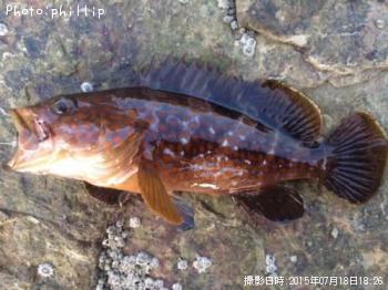 �����ϥ�