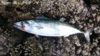 ¥Ï¥¬¥Ä¥ª