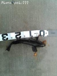 �����ʥ�