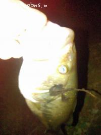 �֥�å��Х�