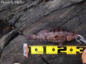 �����ʥ�