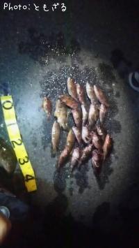 ¥«¥µ¥´¡¢¥¥¸¥Ï¥¿¡¢¥è¥í¥¤¥á¥Ð¥ë