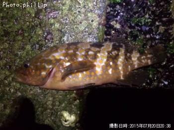 �����ϥ�