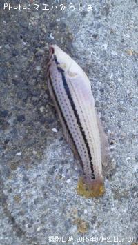 ���奦����