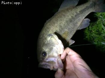 �֥�å��Х�