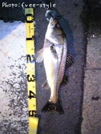 £Ó£å£á£Â£á£ó£ó