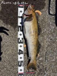 �����ʥ�