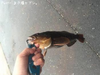 �����ʥ�