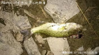 �֥�å��Х�