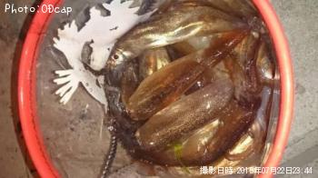 ����ᥤ����