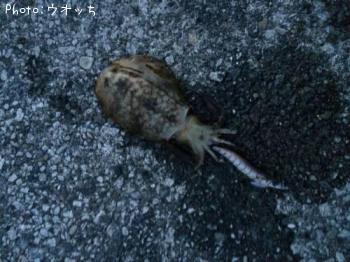 ¥¢¥ª¥ê¥¤¥«