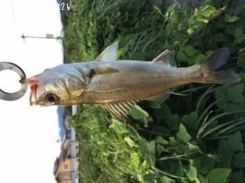 �����Х�