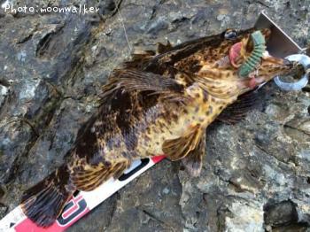 ¥Ù¥Ã¥³¥¦¥¾¥¤