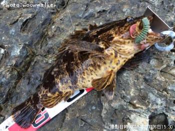 ¥Ù¥Ã¥³¥¦¥¾¥¤