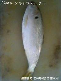 ���Υ���