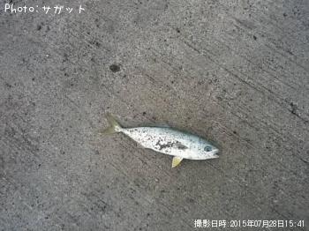 �參��