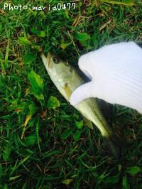 ¥Ö¥é¥Ã¥¯¥Ð¥¹